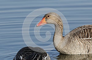 A stunning Greylag Goose Anser anser swimming and feeding on a lake. A water droplet is dropping from its beak.