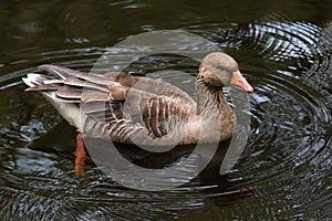 Greylag goose Anser anser swimming in the pond