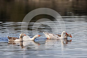 Greylag Goose & x28;Anser anser& x29; swimming on a serene pond