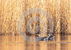 A greylag goose Anser anser swims on a small pond in southern Germany