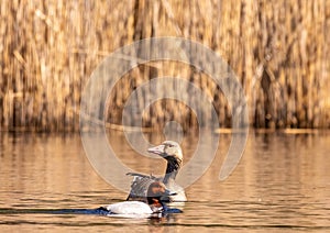A greylag goose Anser anser swims on a small pond in southern Germany
