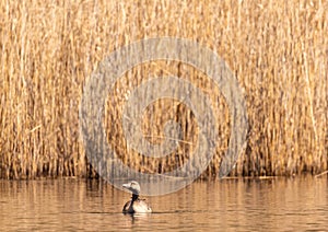 A greylag goose Anser anser swims on a small pond in southern Germany