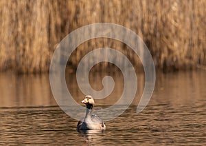 A greylag goose Anser anser swims on a small pond in southern Germany