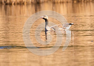 A greylag goose Anser anser swims on a small pond in southern Germany