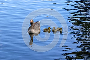 A greylag goose, Anser anser, with three chicks swimming on the blue water of the boating lake in Regent`s Park, London.