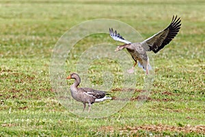Greylag Goose - Anser anser about to land.