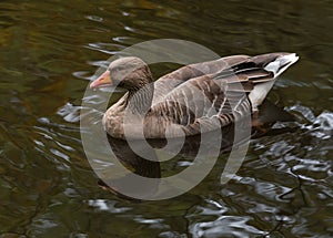 Greylag goose Anser anser in the water