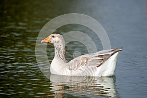 Greylag goose (anser answer) close up swimming