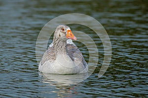 Greylag goose (anser answer) close up swimming