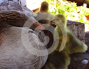 Greylag goose babies hidden in the nest with adult goose