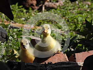 Greylag goose babies sitting on a brick