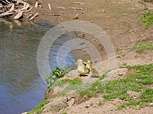 Greylag goose babies standing on a river shore