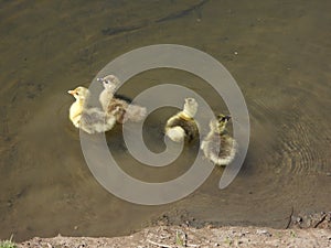 Greylag goose babies swimming in the river