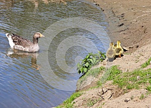Greylag goose babies waiting for their mother