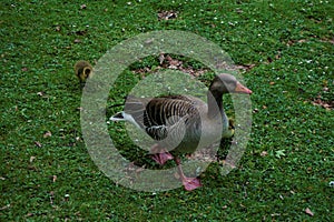 Greylag goose with biddy on a meadow photo