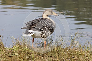 Greylag Goose bird