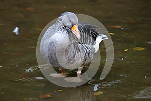 Greylag goose. Bird and birds. Water world and fauna. Wildlife and zoology