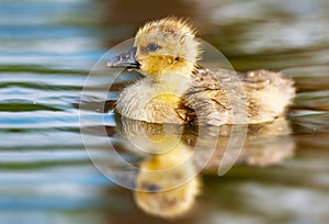 Greylag Goose chick Anser anser