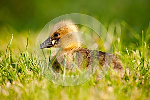 Greylag Goose chick Anser anser