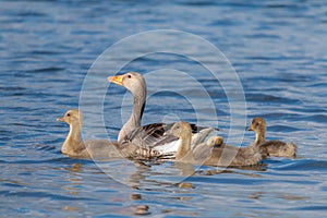 The Greylag goose with chicks swimming in lake. Anser anser