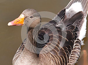 Greylag goose close up photo