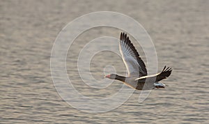 Greylag Goose close-up in flight