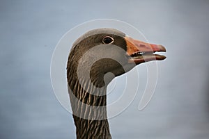 Greylag goose close up of head