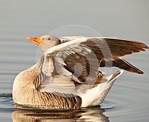 A Greylag Goose in the evening sun photo