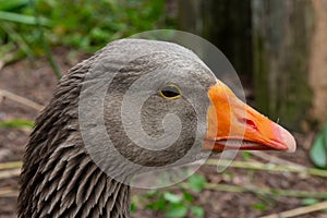 Greylag Goose face