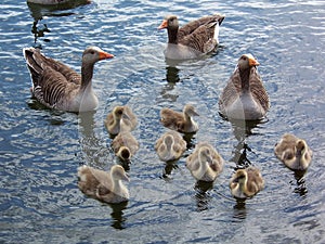 Greylag goose family 1