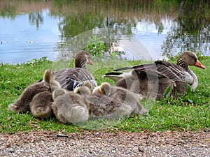 Greylag Goose family