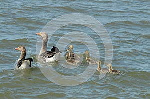 Greylag goose family (Anser anser)