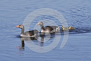 Greylag goose family Anser anser with goslings swimming in a blue pond