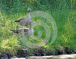 Alarmed greylag goose family