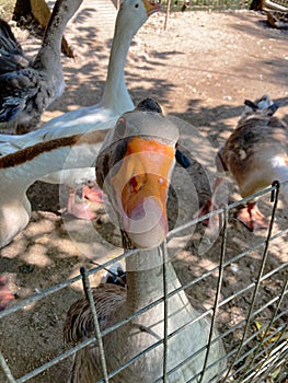 Greylag Goose in the farm