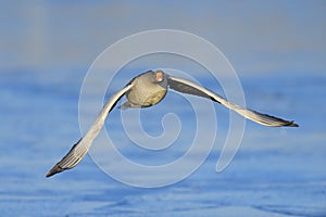 Greylag Goose in flight photo