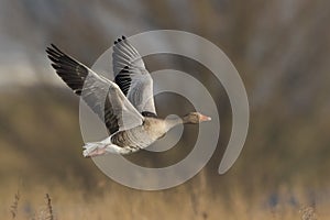 Greylag Goose in flight in a nature resereve