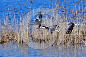 Greylag goose in flight in spring