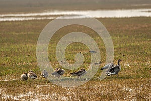 Greylag goose flock or family in winter morning light during migration at landscape of keoladeo national park or bharatpur bird