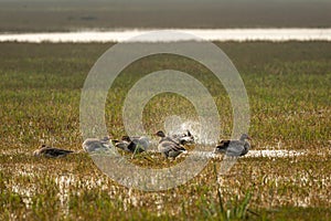 Greylag goose flock playing in open grass field and wetland of keoladeo national park or bharatpur bird sanctuary rajasthan india