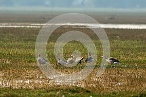 Greylag goose flock playing in open grass field and wetland of keoladeo national park or bharatpur bird sanctuary rajasthan india