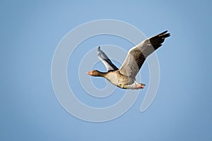 Greylag goose flying with open wings against blue sky illuminated by sun