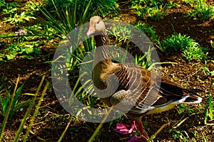 Greylag Goose in a garden
