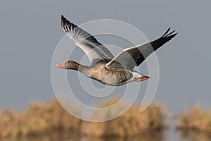 Greylag goose geese, anser anser