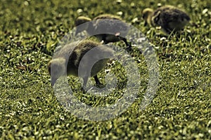 Greylag goose goslings foraging in the grass during the spring