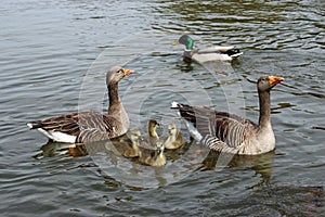 Greylag goose goslings on water