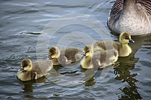 Greylag goose goslings on water