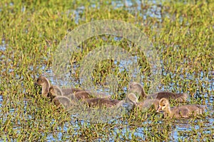 Greylag Goose goslings