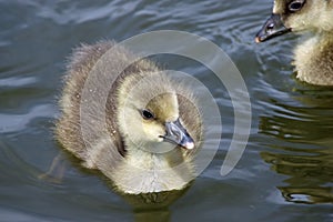 Greylag goose goslings on water