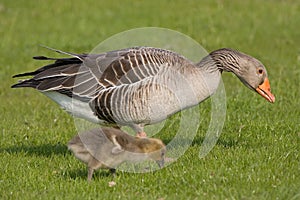 Greylag Goose, Grauwe Gans, Anser anser photo